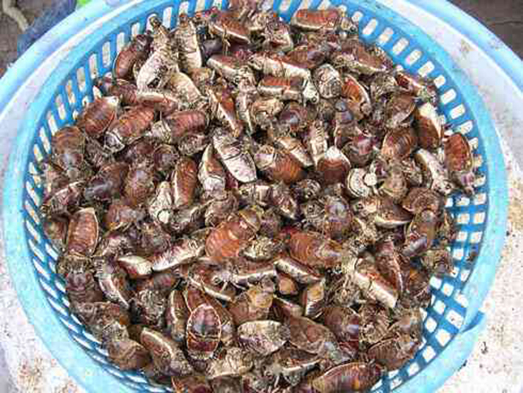 Bọ rầy là một loại côn trùng cánh cứng, thường xuất hiện nhiều nhất ở vùng Bảy Núi, thuộc hai huyện Tịnh Biên, Tri Tôn (An Giang) và vùng biên giới Tây Nam.
