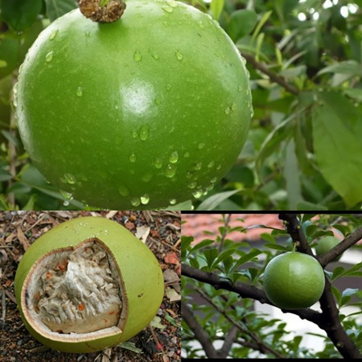 Việt Nam có rất nhiều loại trái cây độc đáo, kỳ thú mà không phải ai cũng biết hết, trong đó có những quả dùng để trưng Tết ở các vùng miền
