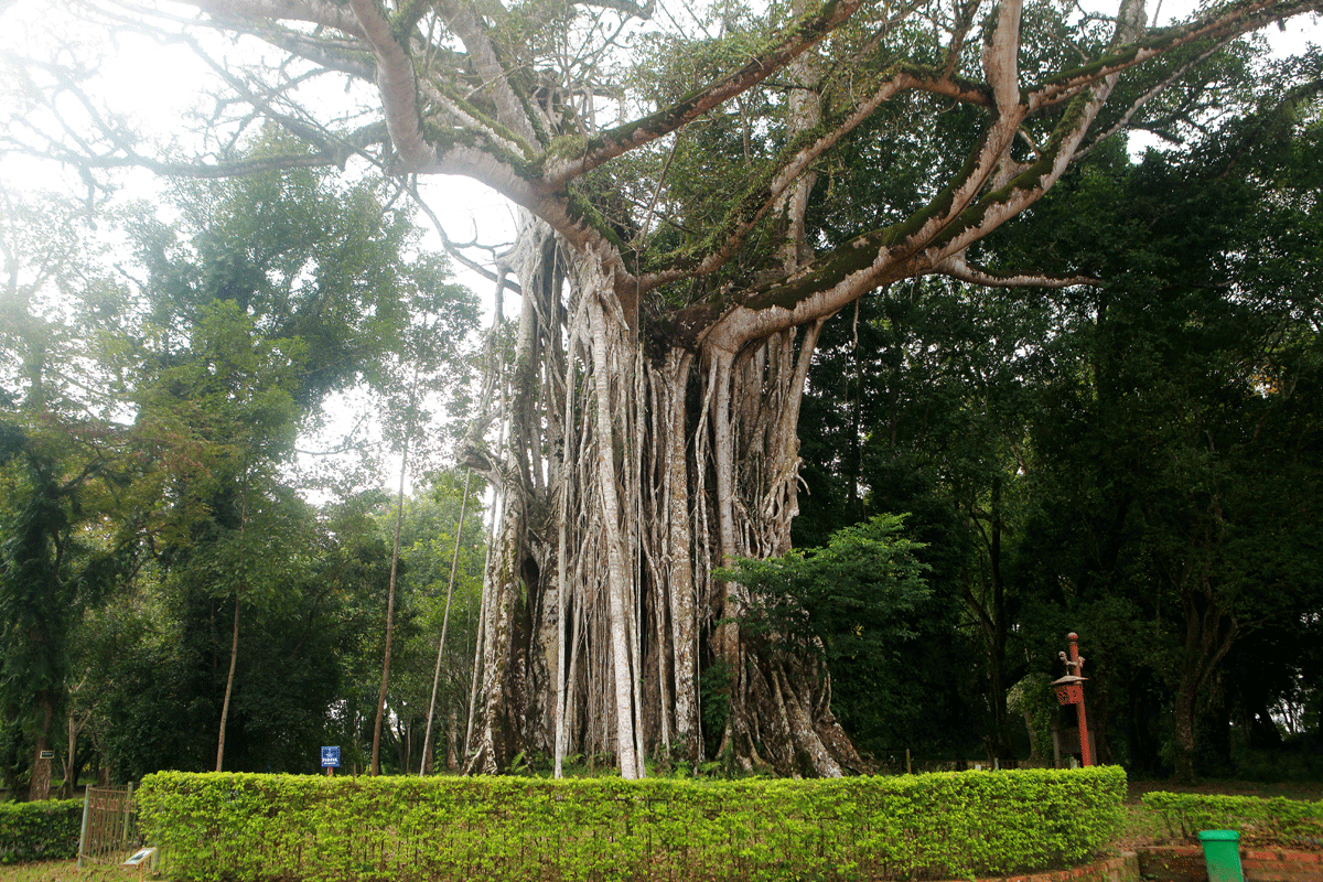 Chiêm ngưỡng cây đa di sản ở vùng đất thiêng Lam Kinh - 12