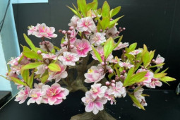 Khách Việt đua nhau mua cây bonsai “lạ” giá hàng triệu đồng, có đến đâu hết đến đó