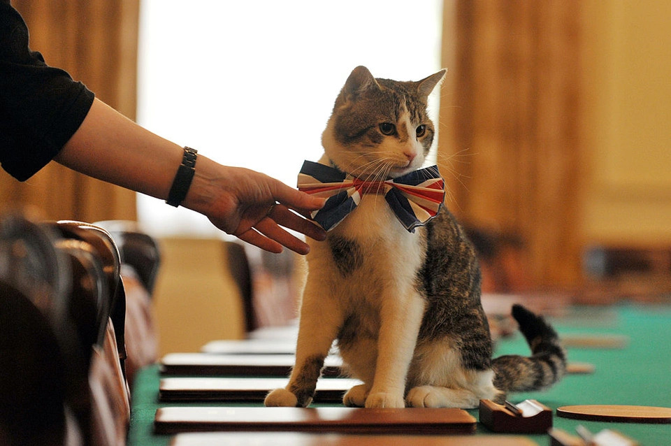 Con mèo duy nhất thế giới được “làm quan”, trải qua 5 đời Thủ tướng Anh - 1