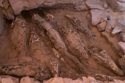 Người Ai Cập cổ đại ướp xác cá sấu?
