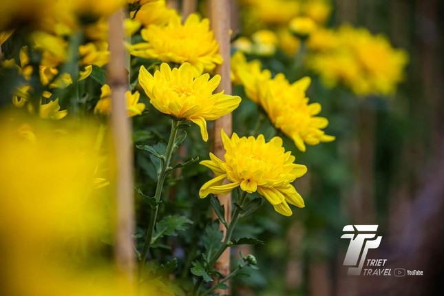Ghé thăm "thủ phủ hoa" miền Tây dịp Tết Quý Mão: Làng hoa Sa Đéc rực rỡ đón du khách - 2