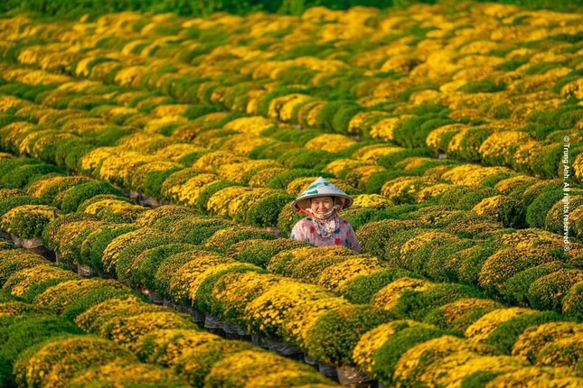 Ghé thăm "thủ phủ hoa" miền Tây dịp Tết Quý Mão: Làng hoa Sa Đéc rực rỡ đón du khách - 6
