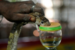 Bộ lạc ”khắc tinh” của rắn độc, cứu mạng nhiều người bằng cách nào?