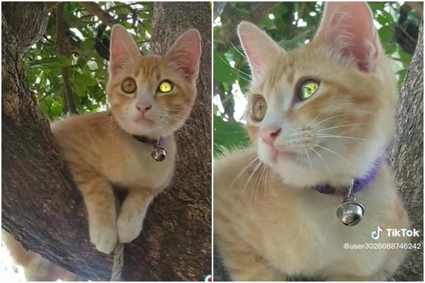 Thái Lan: Mèo có &#34;mắt kim cương mang tài lộc&#34; gây sốt cư dân mạng - 1