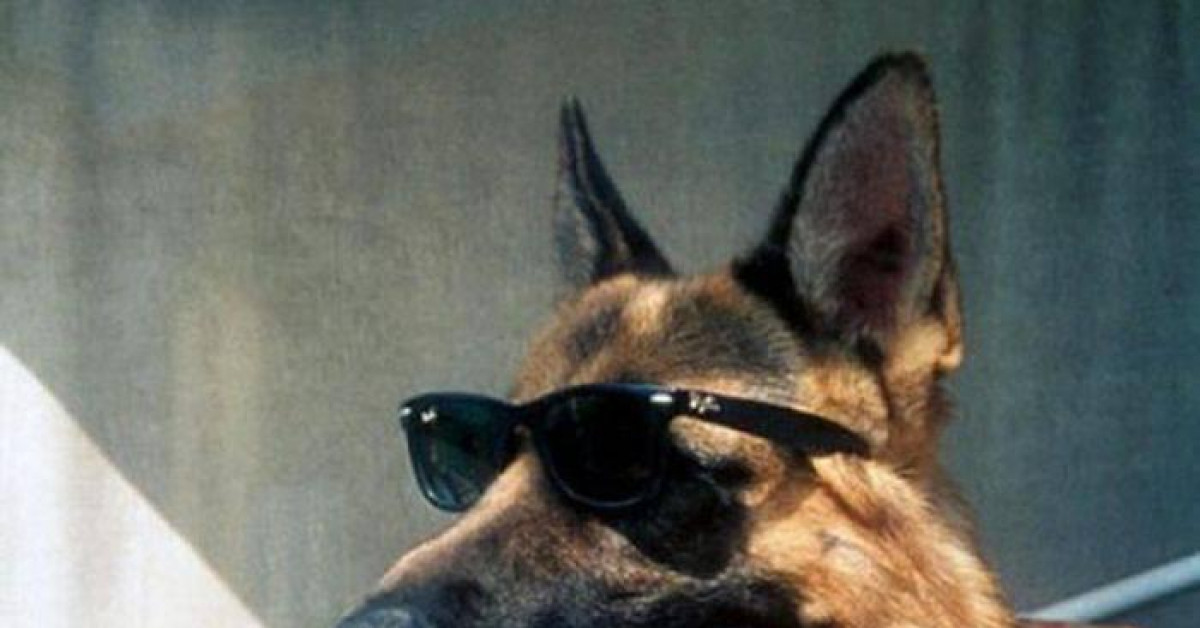 ”Gia tộc” chó giàu nhất thế giới: Sở hữu tài sản kếch xù, ở biệt thự sang chảnh