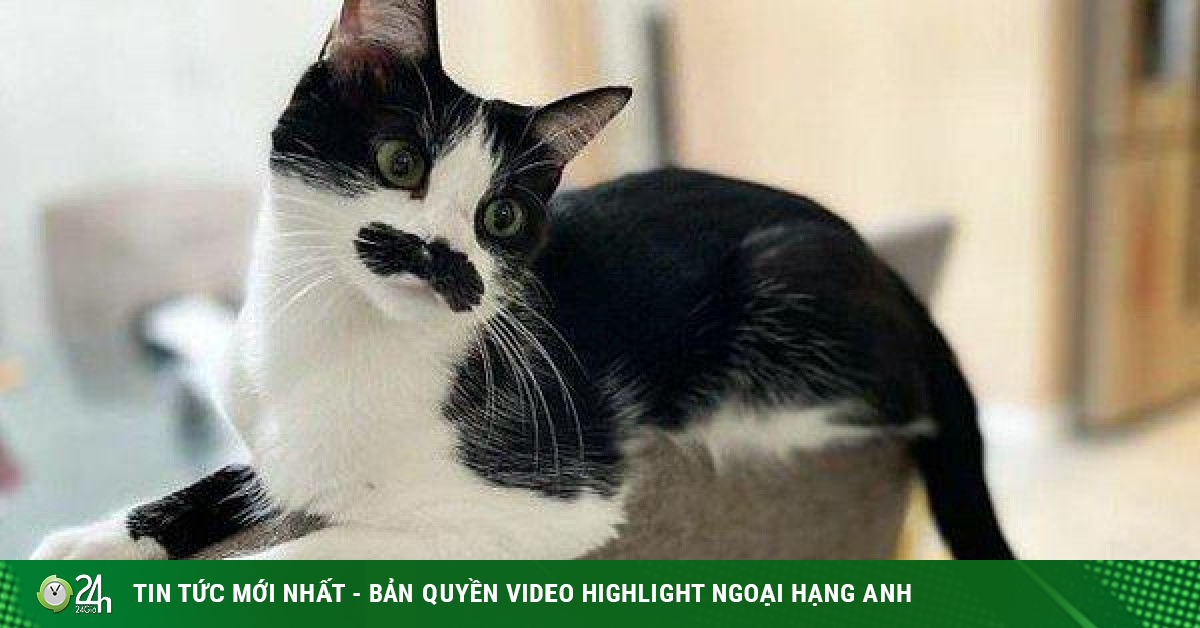 Những chú mèo nổi tiếng trên mạng xã hội