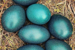 6 loại trứng đắt nhất thế giới