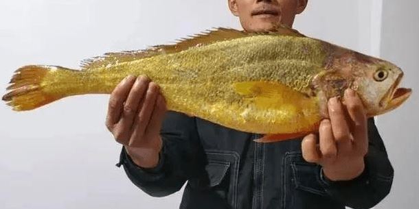 Bắt được con cá màu lạ, người đàn ông kiếm đậm gần trăm triệu đầu năm - 1