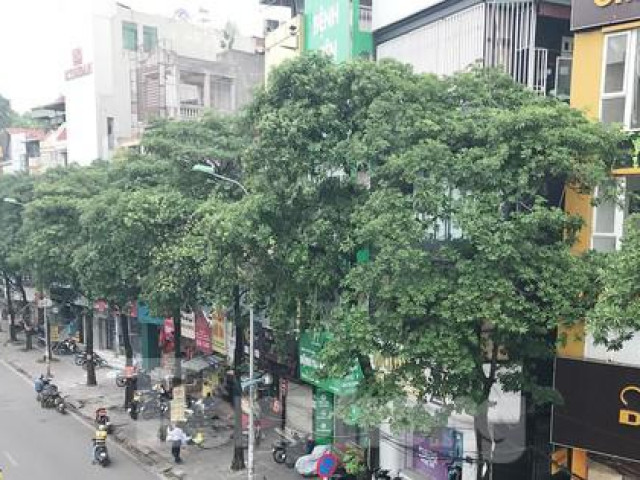 Hà Nội sắp di chuyển loạt cây hoa sữa cổ thụ khỏi phố Nguyễn Chí Thanh?