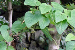 Tưởng cây mọc dại ở rừng không ngờ là sâm quý, đào về bán kiếm bộn tiền