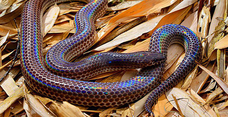 Miền Tây Nam Bộ có nhiều loại rắn có thể chế biến thành món ăn, trong đó phải kể tới rắn mống
