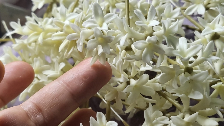 Cầm 800 nghìn đồng khởi nghiệp, người phụ nữ nay thu về 30 triệu/tháng - 2