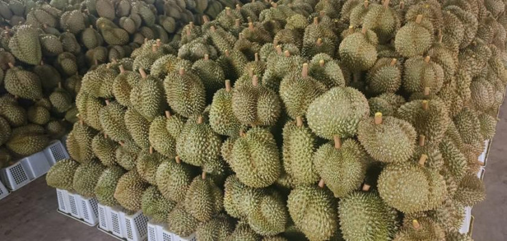 Hơn 200.000 đồng/kg, giá sầu riêng vẫn tăng nóng từng ngày - 1