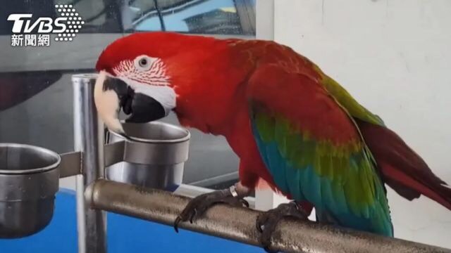 Người đàn ông phải ngồi tù vì thú cưng làm bị thương người qua đường - 1