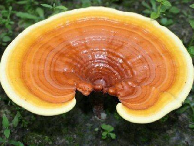 Nấm linh chi đại bổ cũng có thể hóa ”chất độc chết người” nếu dùng sai cách