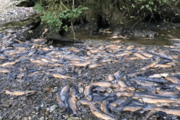 Video: “Dòng sông” cá hồi chết chưa từng thấy ở Canada