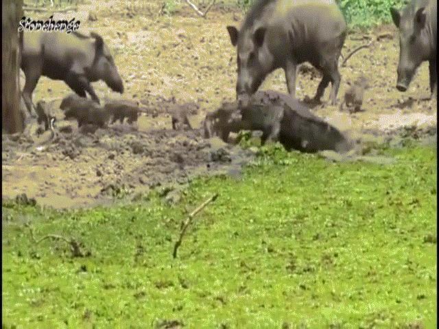 Video: Lợn rừng trưởng thành lao đến liều chết với ”sát thủ đầm lầy” để bảo vệ con non