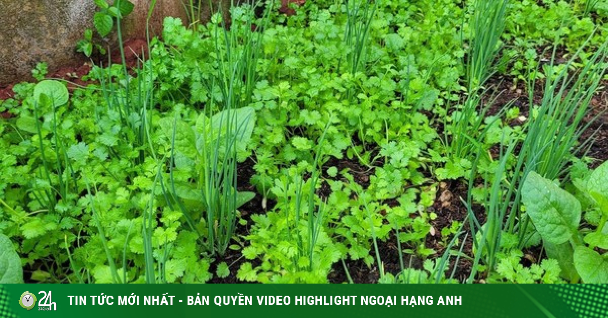 Rau mùi có những lợi ích tuyệt vời cho sức khỏe, bạn đã biết?