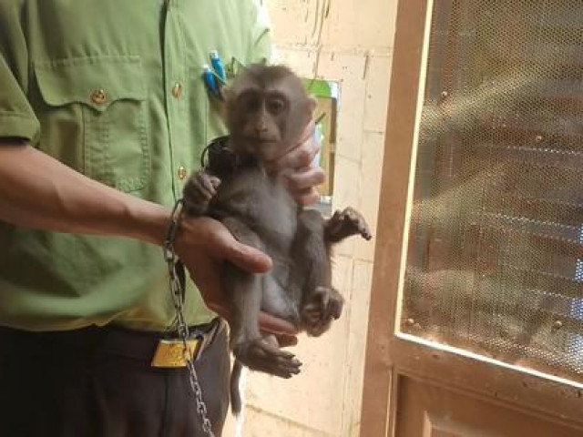 Con khỉ tinh khôn chạy vào nhà dân ở Gò Vấp “kêu cứu”