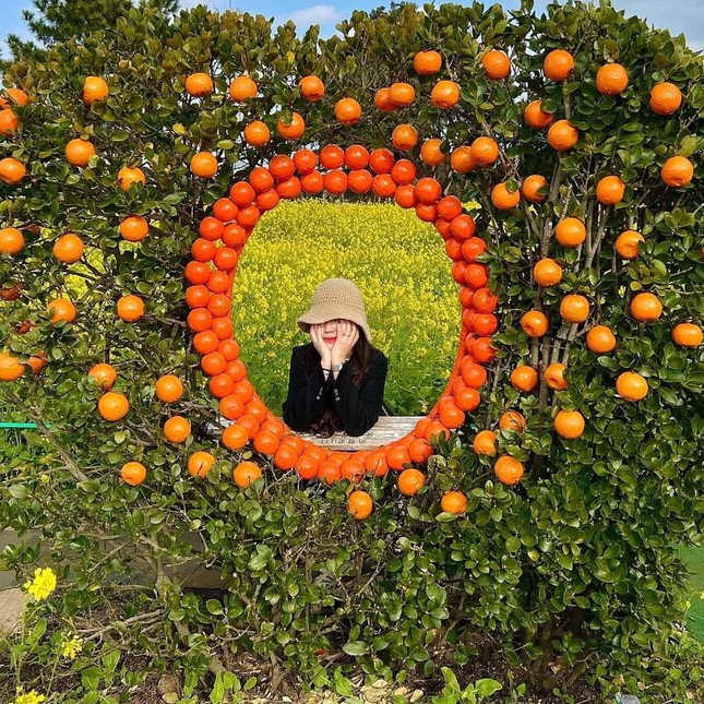 Rực rỡ sắc cam tại vườn quýt độc lạ ở Jeju (Hàn Quốc): Giơ máy là có ảnh xinh mang về! - 1