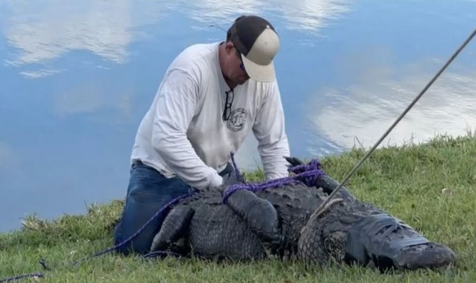 Video mới vụ cá sấu 3 mét lao lên bờ cắn chết người phụ nữ Mỹ - 1