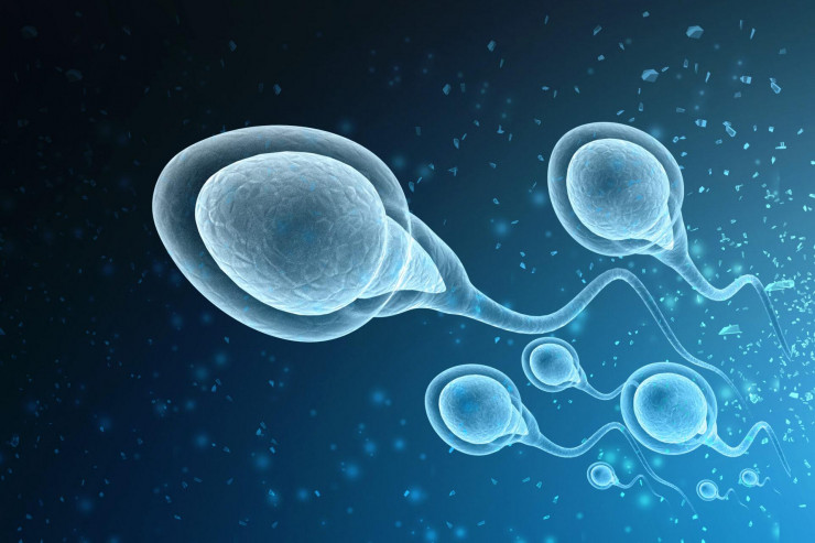 Những điều thú vị về sự khác biệt giữa tinh trùng và tinh dịch - 1