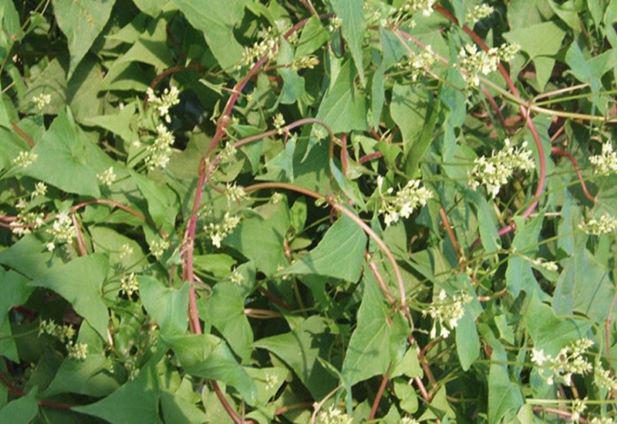 4 bài thuốc từ hà thủ ô đỏ giúp ích huyết, khỏe gân cốt - 1
