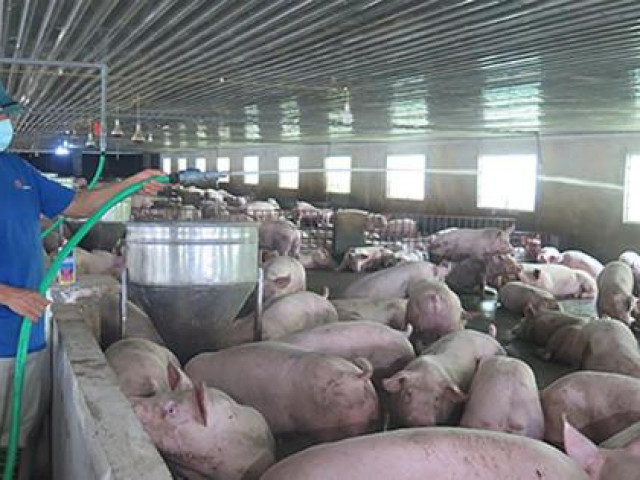 Giá lợn hơi giảm mạnh nhất 2 năm qua