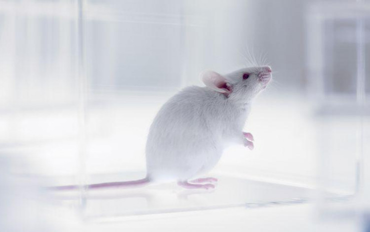 Tạo ra chuột con từ 2 chuột đực - Bước đột phá mới cho điều trị vô sinh ở người - 1