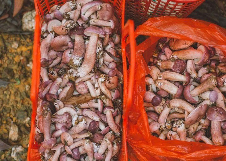 Khoảng từ tháng 4 người Huế lại được dịp bội thu mùa nấm tràm - một loại nấm với hương vị đặc trưng không lẫn vào đâu được.
