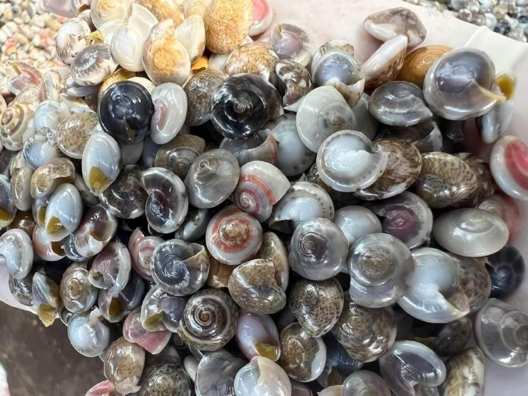 Ốc lễ hay còn gọi là ốc ruốc, ốc chép là một loại ốc biển có kích cỡ nhỏ như cúc áo, có màu sắc sặc sỡ phân bố ở vùng biển miền Trung Việt Nam, đặc biệt tập trung ở vùng Quảng Nam.
