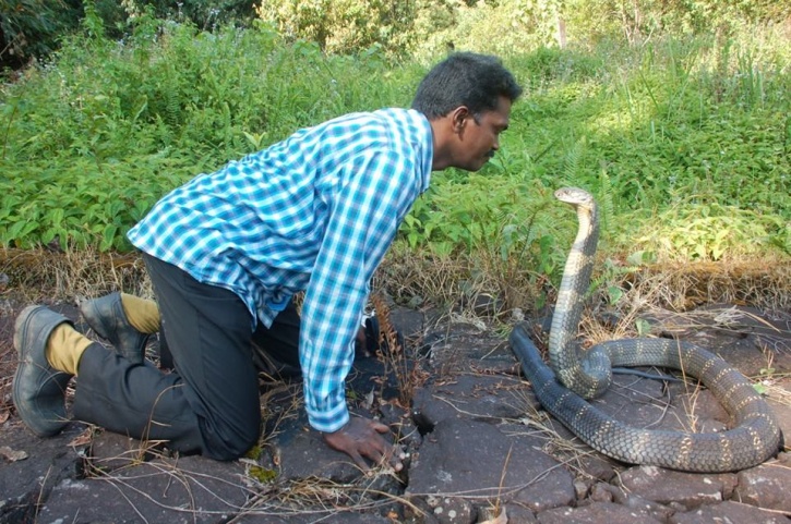 Đằng sau việc 58.000 người chết vì bị rắn cắn mỗi năm ở Ấn Độ - 1
