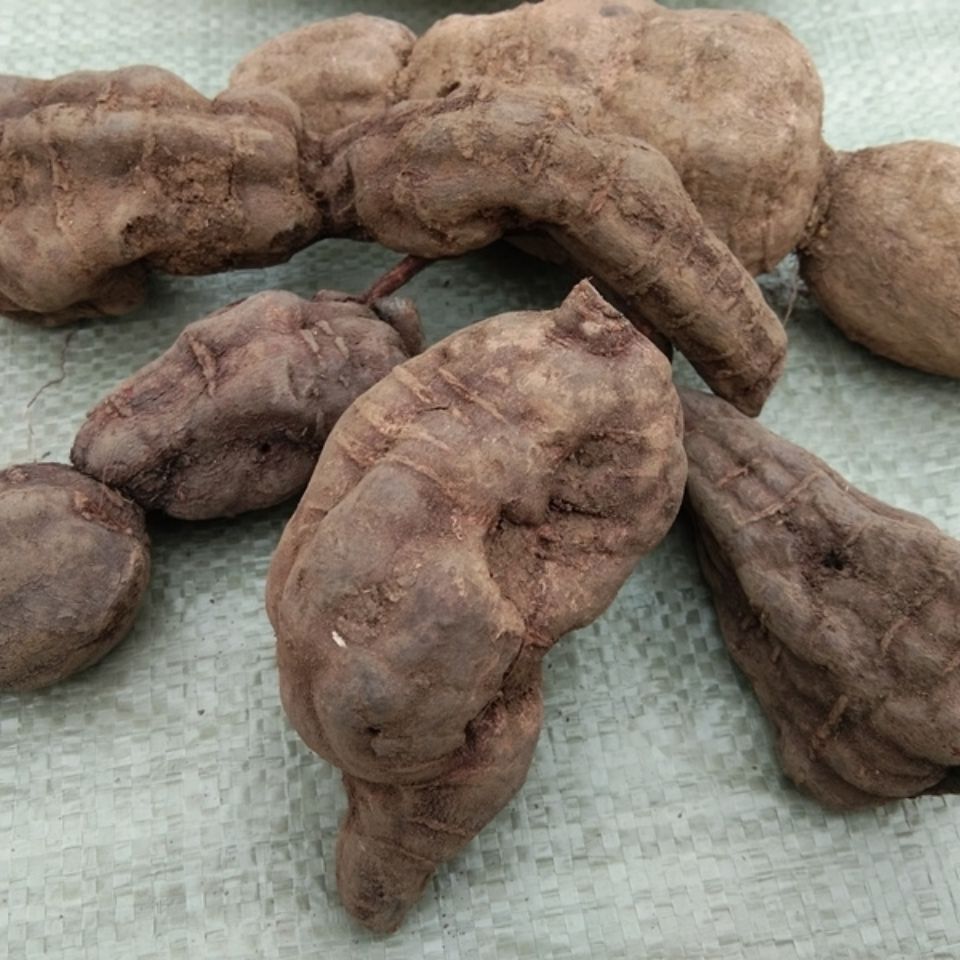 Củ của loại cây này rất quý giá, nhà nhà rủ nhau trồng để đổi đời - 2