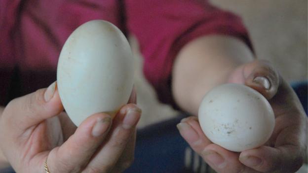 Cách đơn giản chọn mua trứng vịt lộn ngon và bổ dưỡng nhất, tránh mua phải trứng già và ung - 1