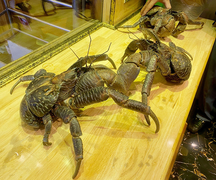 Tuần trước, một nhà hàng ở TP.HCM khiến thực khách bất ngờ khi xuất hiện những con cua có kích thước khủng và trông vẻ bề ngoài như "quái vật"
