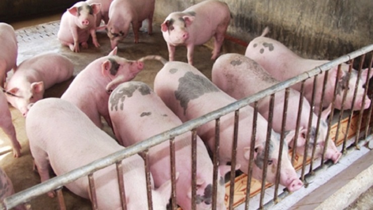 Lợn hơi giảm giá, người nuôi lỗ tiền triệu mỗi con nhưng giá thịt ngoài chợ vẫn cao - 1