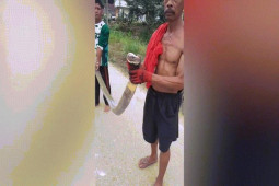 Video: Người đàn ông dùng tay không bắt sống rắn hổ mang chúa ”khủng” dài hơn 5m