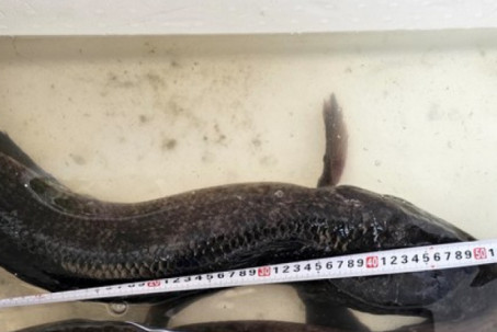 Người dân miền Tây bắt được cặp cá lóc ‘khủng’ gần 14kg khi tát ao