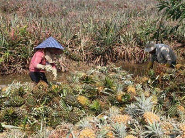 Giá dứa tại Tiền Giang tăng mạnh, nông dân ”bội thu”