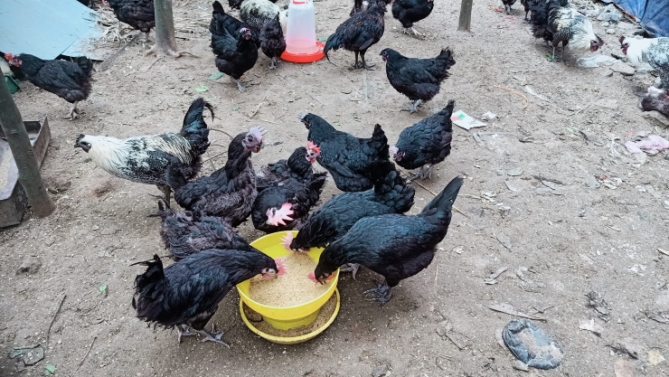 Người phụ nữ Hưng Yên thu lãi đến 200 triệu/tháng nhờ nuôi giống gà đen sì - 1