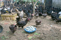 Người phụ nữ Hưng Yên thu lãi đến 200 triệu/tháng nhờ nuôi giống gà đen sì