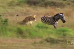 Video: Bị sư tử truy đuổi sát nút, ngựa vằn liền tung ra cú đá hậu trúng mặt kẻ đi săn