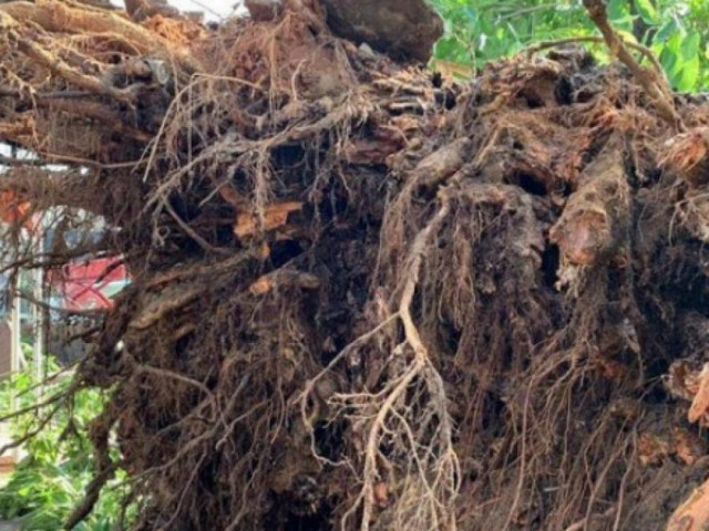 Cây đa 200 tuổi bất ngờ bật gốc, đè chết một người đi chợ, hỏng 10 nhà dân