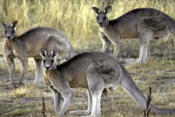 Úc: Lần đầu tiên Kangaroo giết người sau gần 100 năm