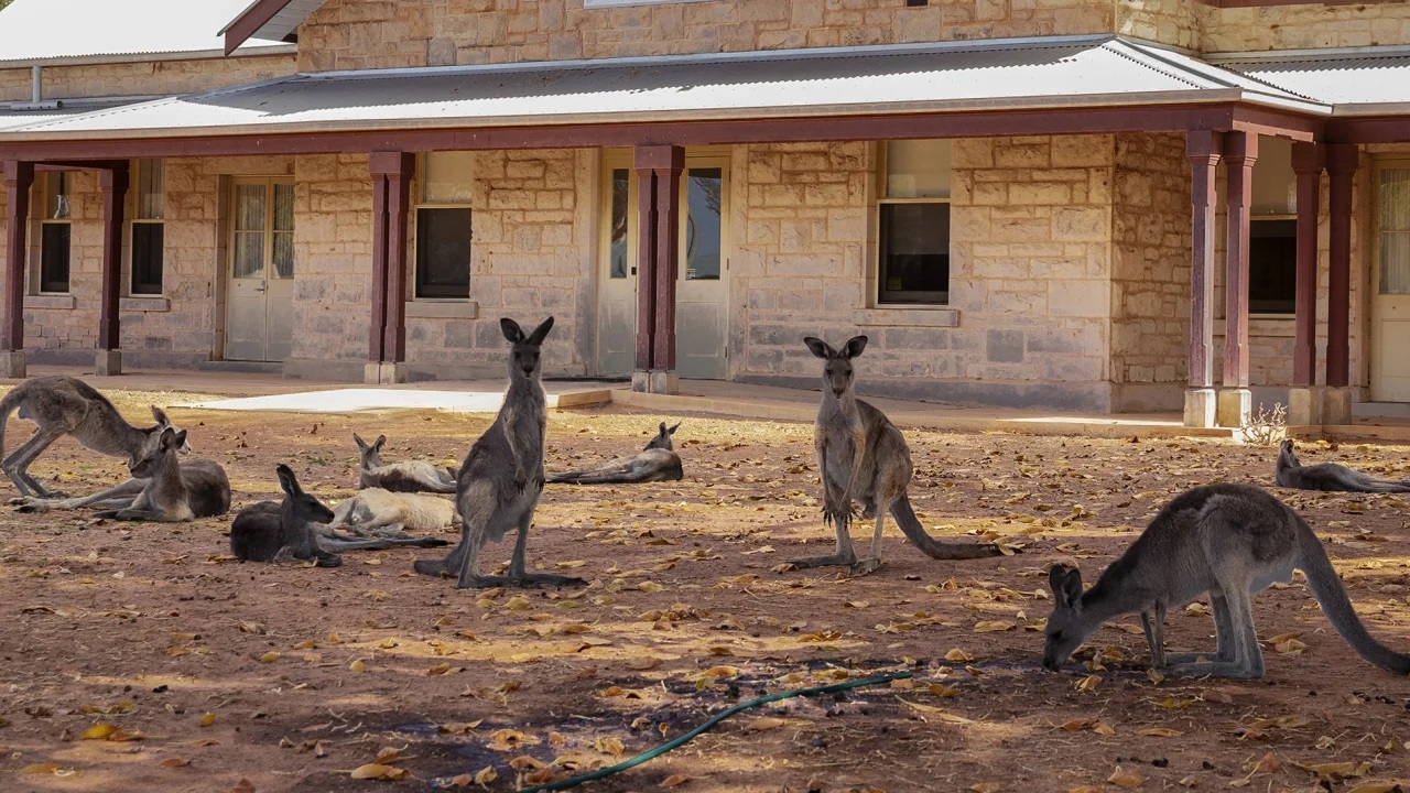 Vì sao người Úc giết Kangaroo? - 1
