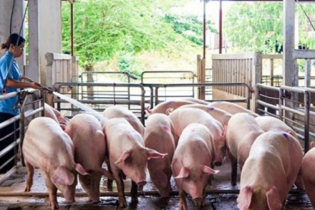 Giá thịt lợn "xuống đáy": Nông dân vừa gánh lỗ, vừa gánh ế