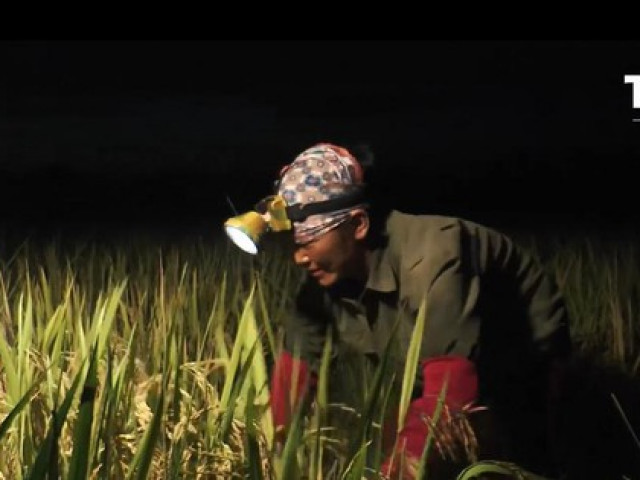 Tránh nắng nóng, nông dân Hà Nội chong đèn xuống đồng từ 3 giờ sáng