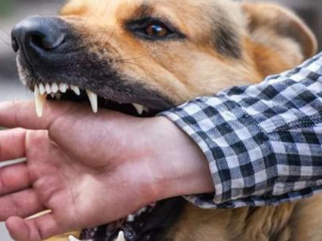Chó dại cắn khiến 1 người tử vong, 8 người phải điều trị